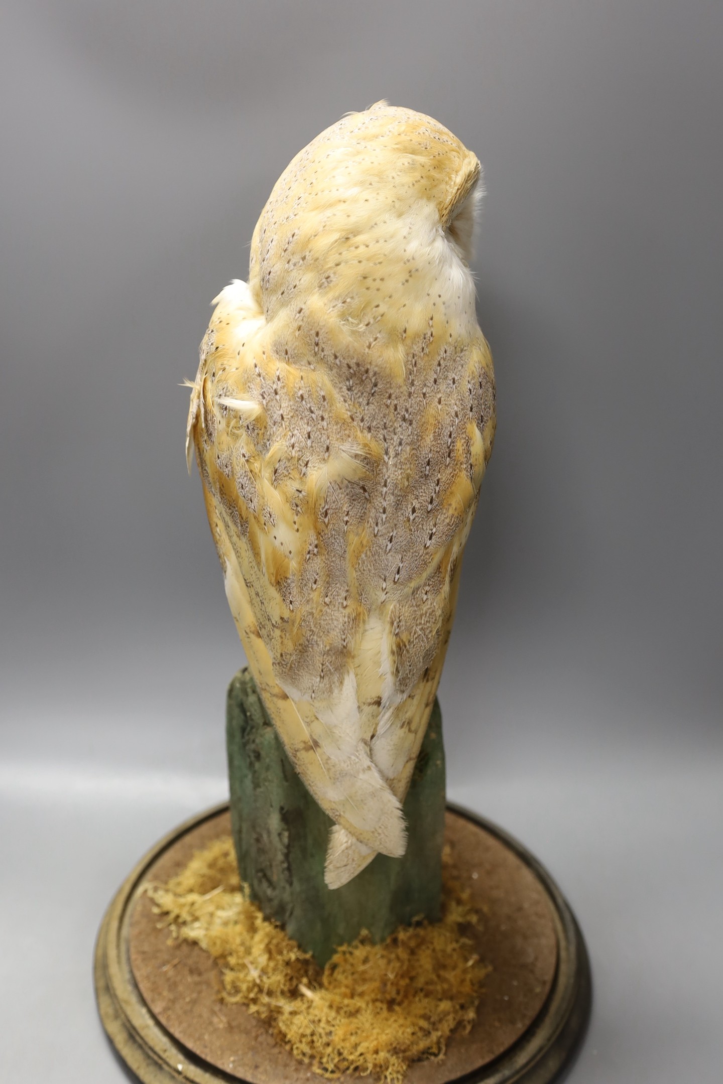 A taxidermy barn owl under a glass dome, 52cm tall